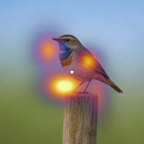 Content steers a Gaussian attention field